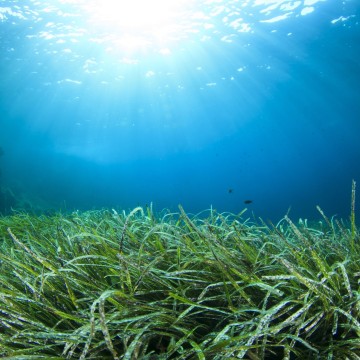 Ocean Warming Risks Collapse of Marine Food Web
